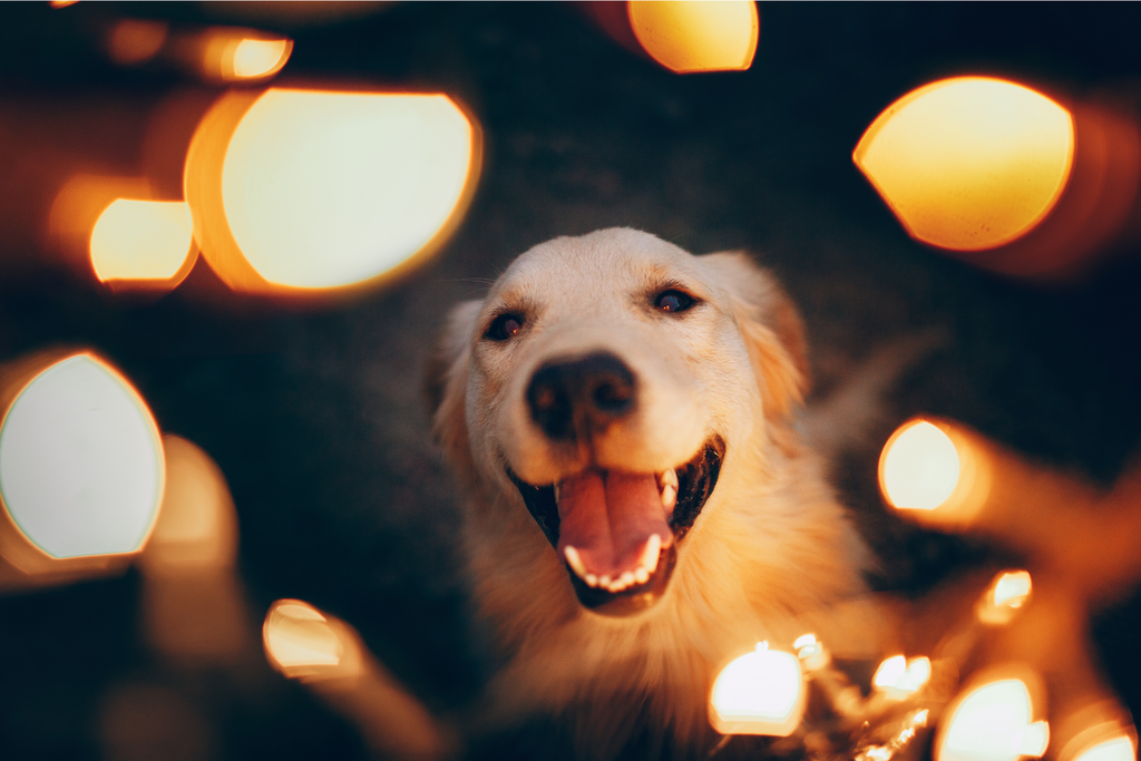 A joyful Christmas for your dog