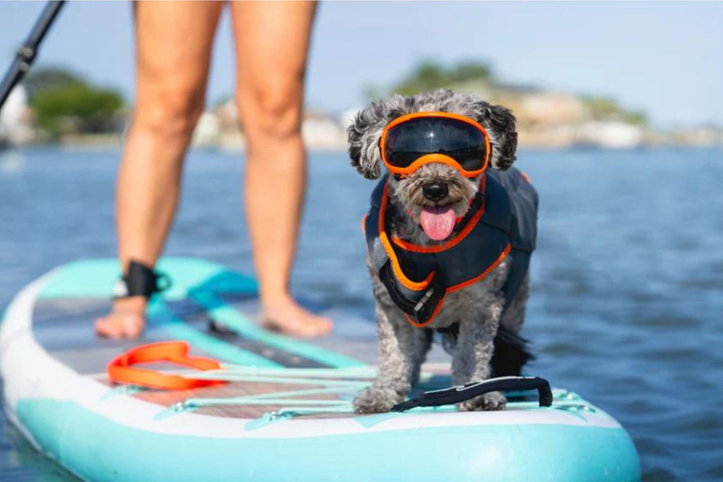 Unleashing the pawsibilities with Rex Specs – the must-have accessory for your adventure pup