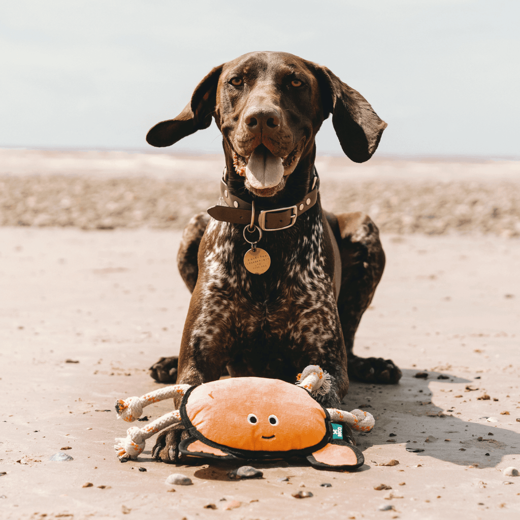 Beco Rough & Tough Recycled Dog Toy, Crab - Slickers ‚óä Doghouse