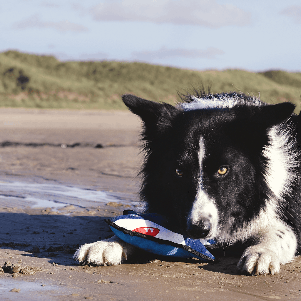 Beco Dog Toys Beco Rough & Tough Recycled Dog Toy, Shark