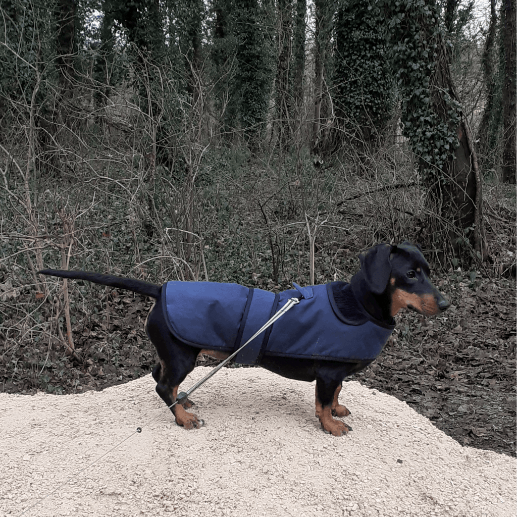 Dachshund Premium Wax Dog Coat - Slickers ◊ Doghouse