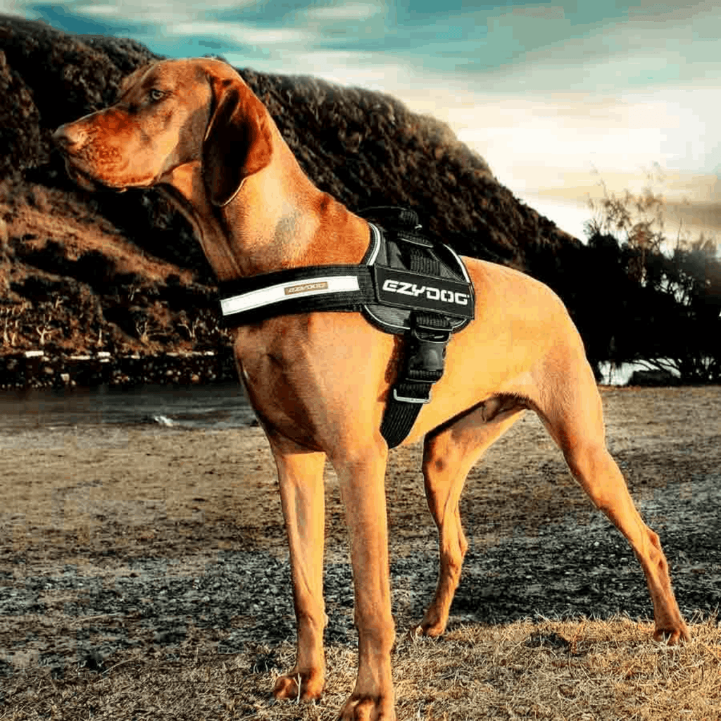 Convert Dog Harness - Slickers ◊ Doghouse