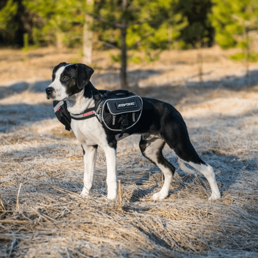 Convert Harness Saddle Bags - Slickers ◊ Doghouse