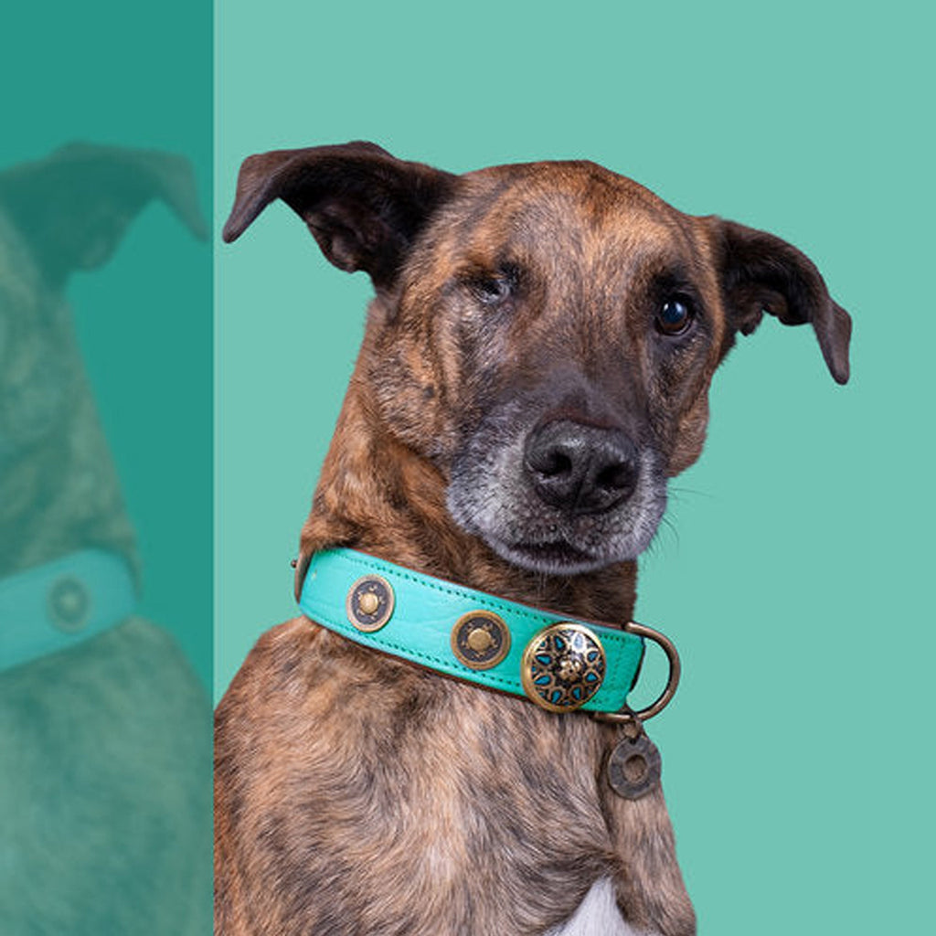 Lords and Labradors Collar Leather Turquoise Rebel Dog Collar - Dog with a Mission