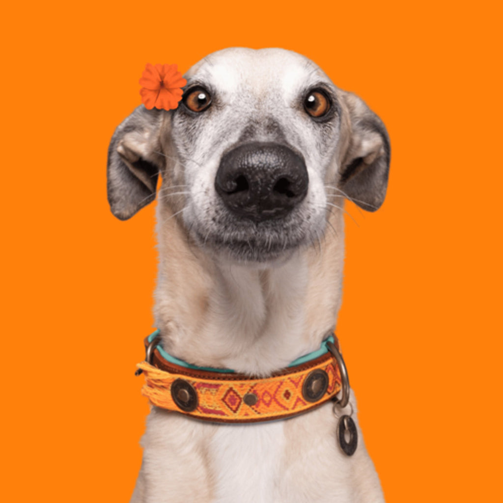 Lords and Labradors Collar Orange Leather Boho Chica Dog Collar - Dog with a Mission