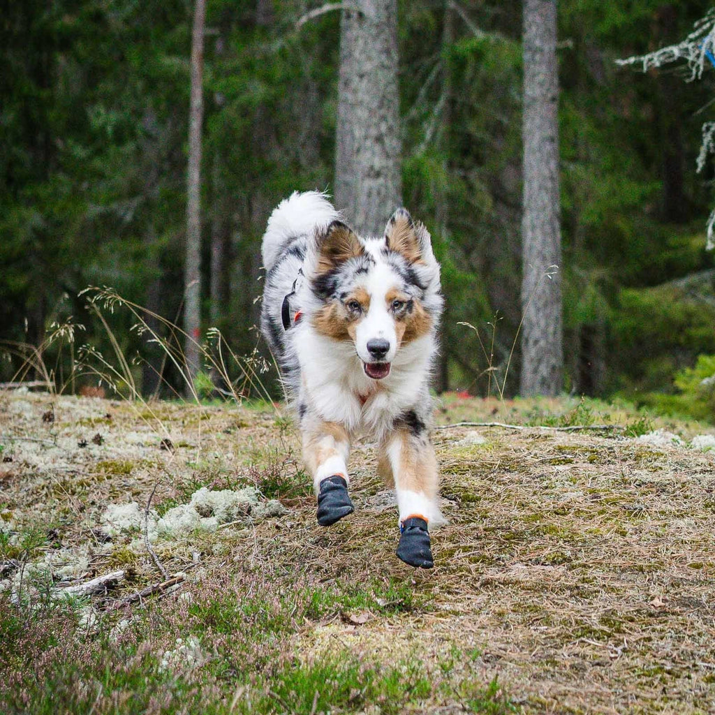 Non-stop dogwear Dog Boots Protector bootie dog booties