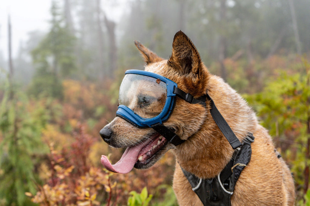 Rex Specs Dog Eye Goggles Rex Specs Dog Goggles V2