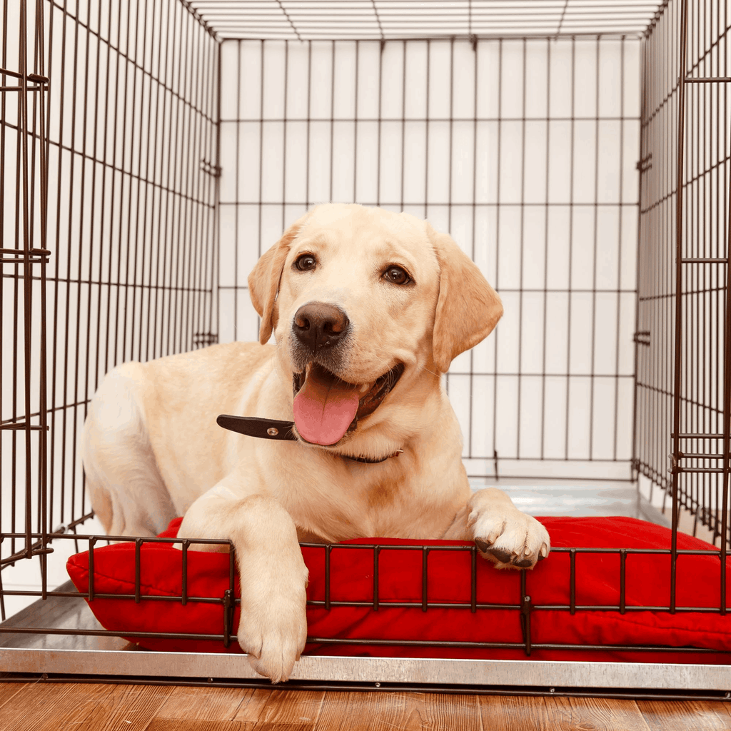 Dog Crate Hire - Slickers ‚óä Doghouse